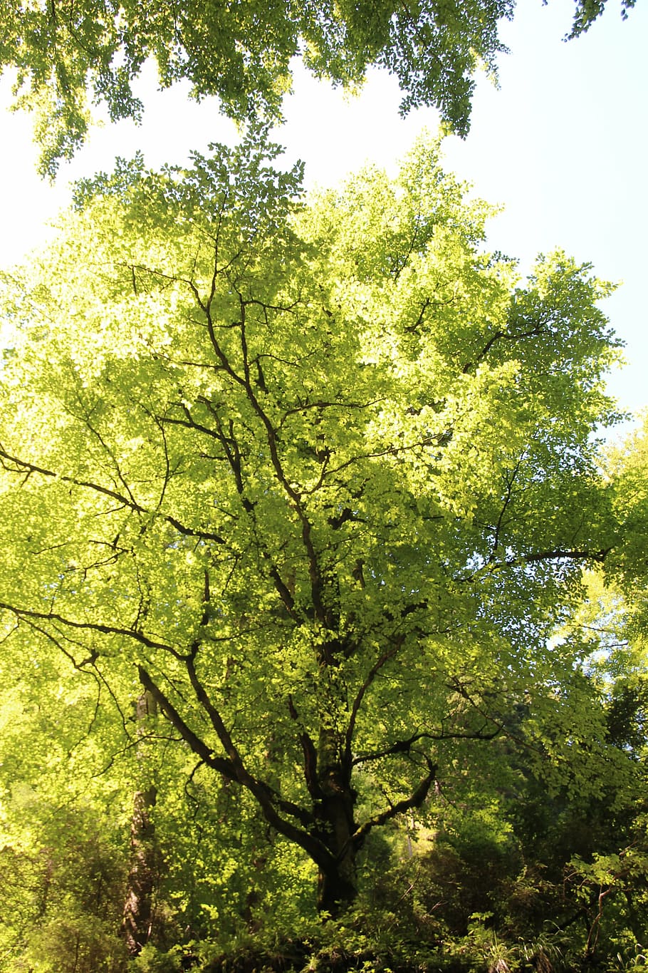 tree, green, leaf, nature, forest, plant, growth, beauty in nature HD wallpaper