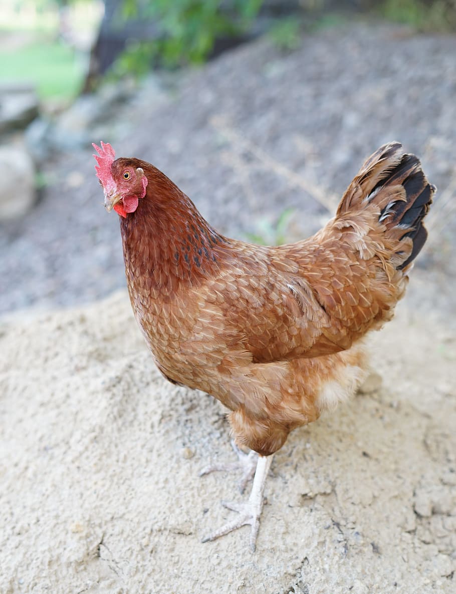 Poultry, Hen, Bird, Farm, Cockerel, chicken, dame, no person HD wallpaper