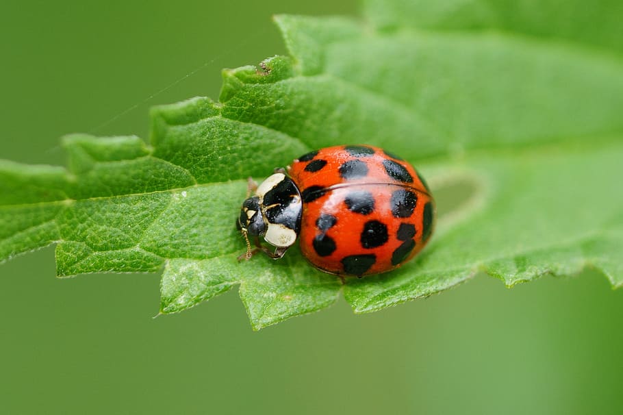 red and white beetle on green leaf, Ladybug, Macro, ladybug leaf HD wallpaper