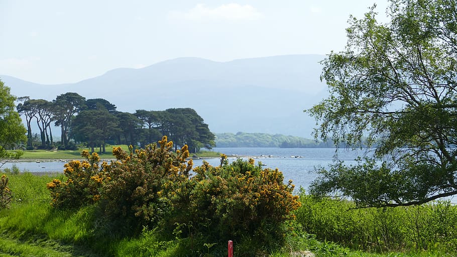 killarney, ireland, landscape, tree, plant, water, sky, scenics - nature HD wallpaper