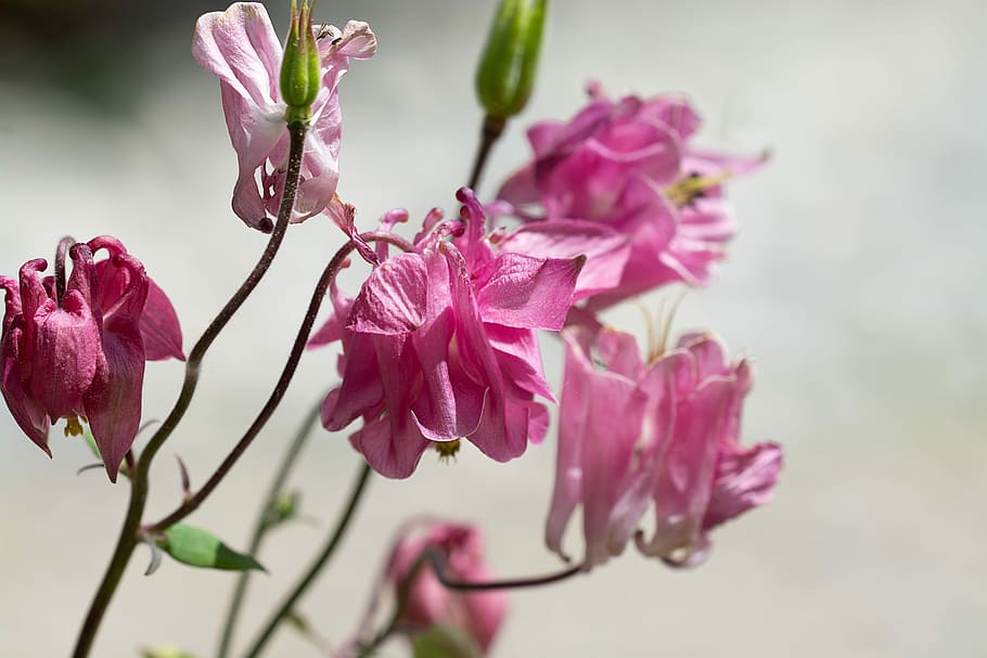 HD wallpaper: columbine, pink, pink columbine, plant, flower, pink