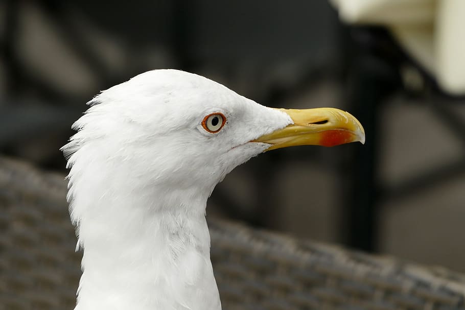 Seagull, Head, Close, bird, one animal, animal body part, beak HD wallpaper