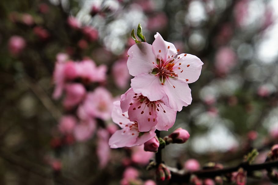 shallow focus photography of pink flower, spring, tree, branch HD wallpaper