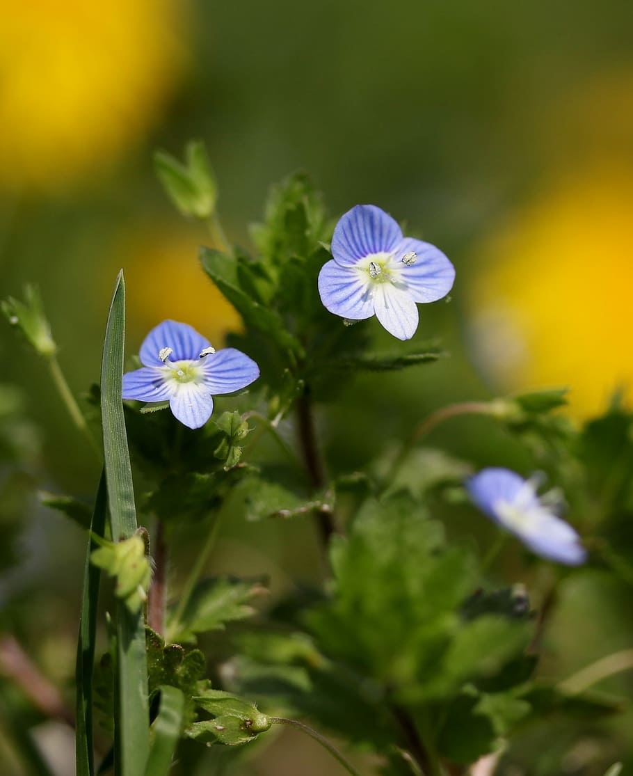 flower, blue, small, wild, plant, cornflower, camp, flowering plant HD wallpaper
