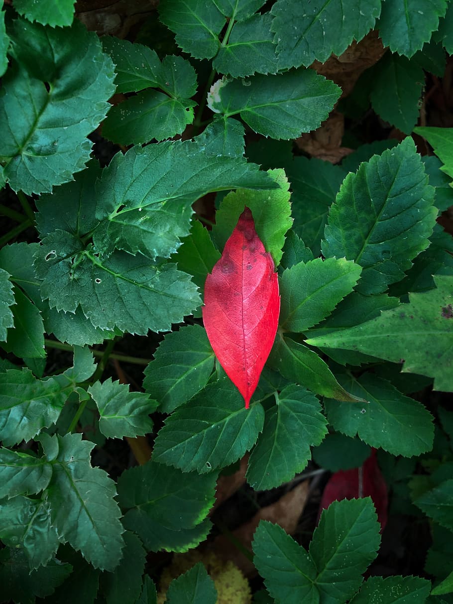 leaf, red leaf, green leaf, plant part, green color, growth HD wallpaper