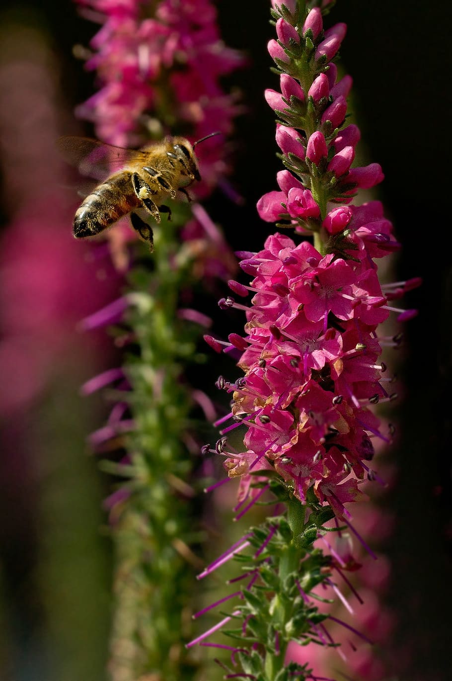 bee, insect, close, macro, blossom, bloom, apis, flower, animals HD wallpaper