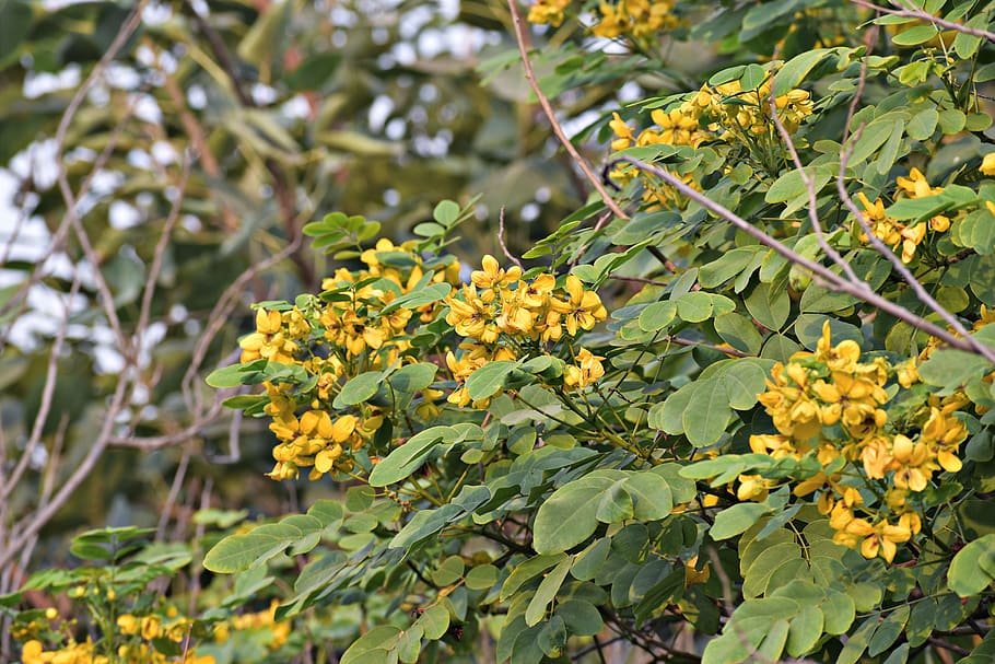 amaltas, yellow flowers, golden rain tree, canafistula, golden shower tree, HD wallpaper
