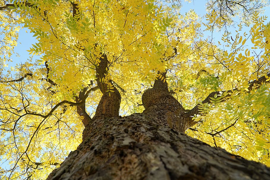 tree, yellow, autumn, leaves, sky, crown, autumn colours, log, HD wallpaper