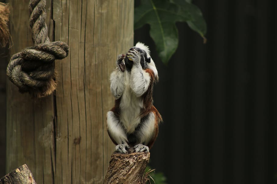 white and black primate sitting on wood log, monkey, eating HD wallpaper