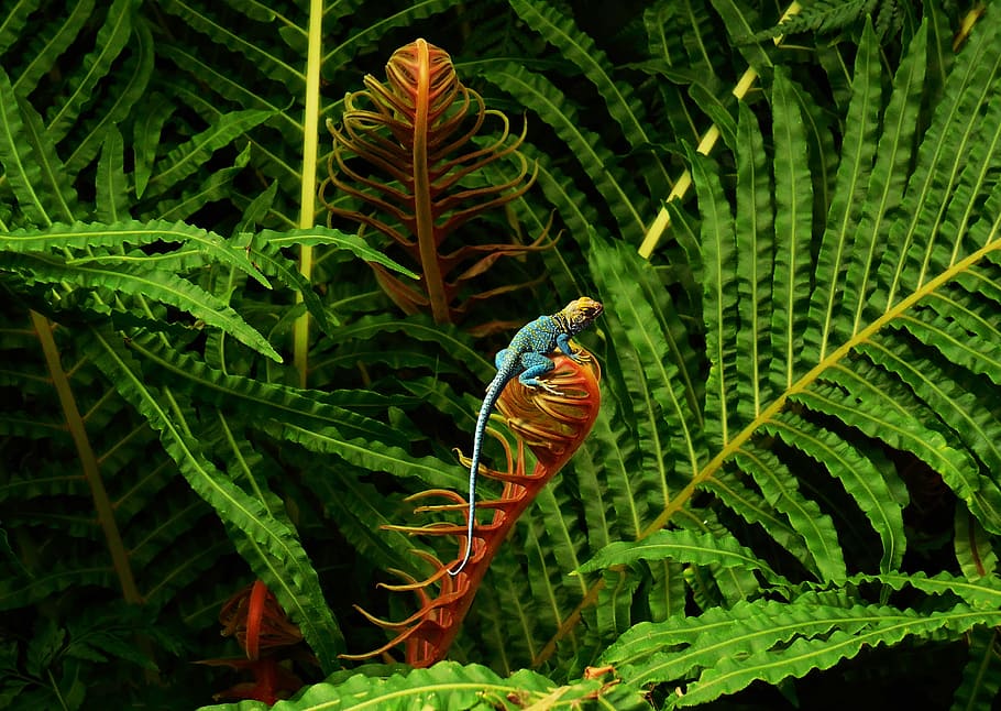 selective focus photo of green fern plant, lizard, fresh, reptile HD wallpaper