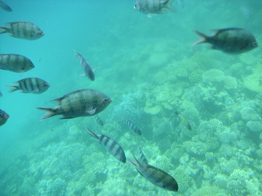 holiday, egypt, sea, fish, underwater, animal, nature, wildlife HD wallpaper