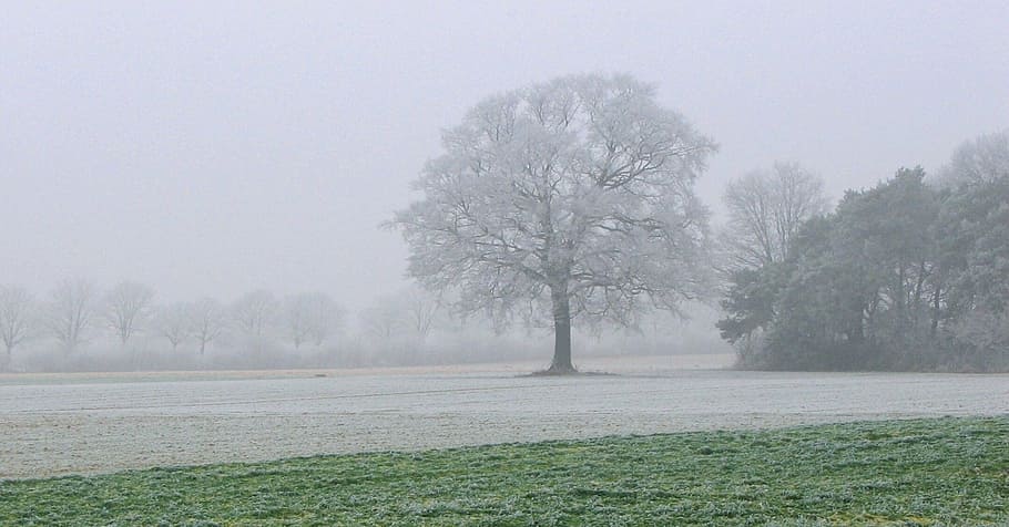 winter, snow, cold, field, fog, autumn, hoarfrost, trees, forest HD wallpaper