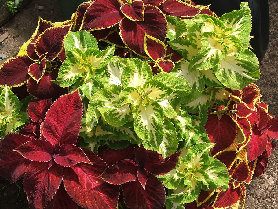 Coleus 1080P, 2K, 4K, 5K HD wallpapers free download | Wallpaper Flare