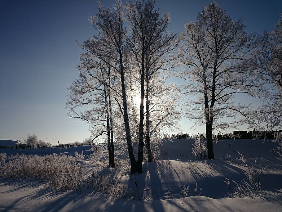 winter, tree, nature, snow, cold temperature, plant, bare tree HD wallpaper