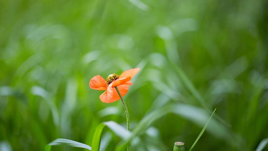 Leaves, leaf, green leaf, the leaves, nature, flower, plant HD wallpaper
