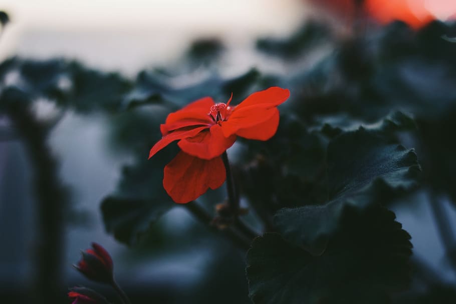 red, petal, flower, bloom, green, leaf, dark, plant, nature HD wallpaper