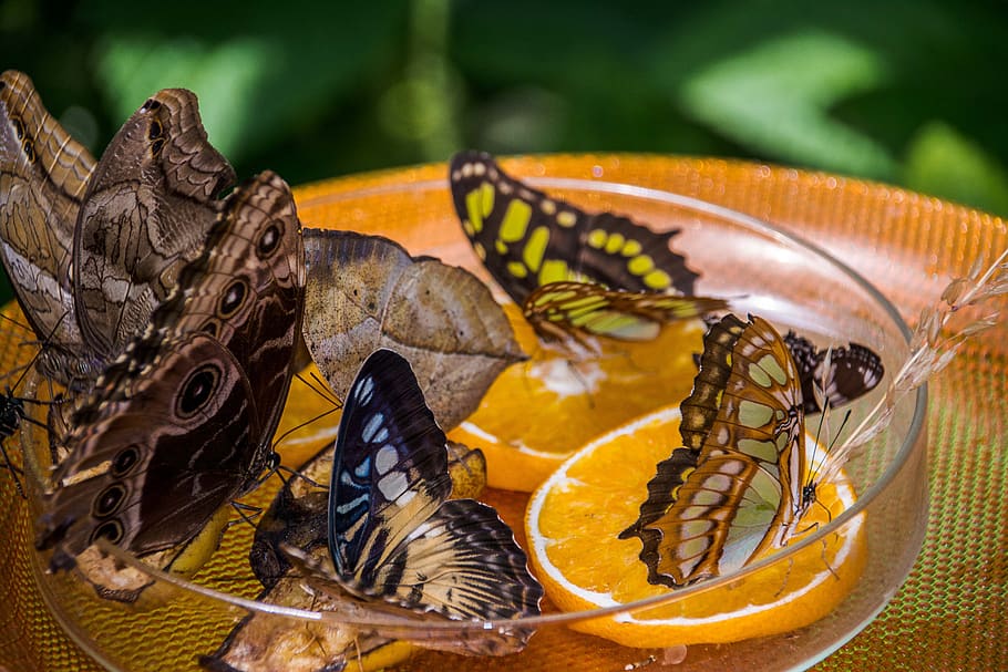 butterfly, feeder, orange, nature, animal themes, animal wildlife HD wallpaper