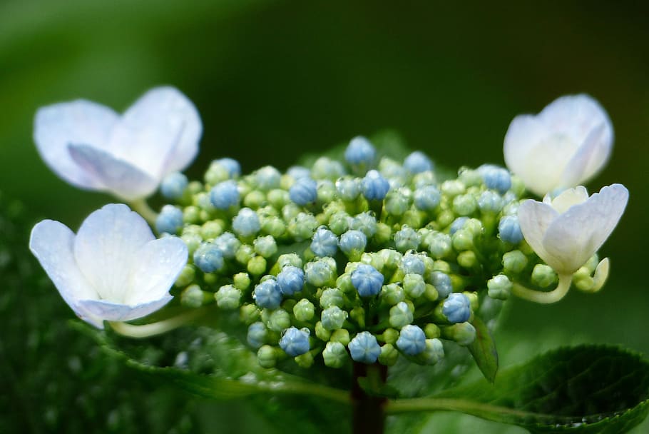 Hydrangea, hydrangeas, rain, rainy season, flower, nature, petal HD wallpaper