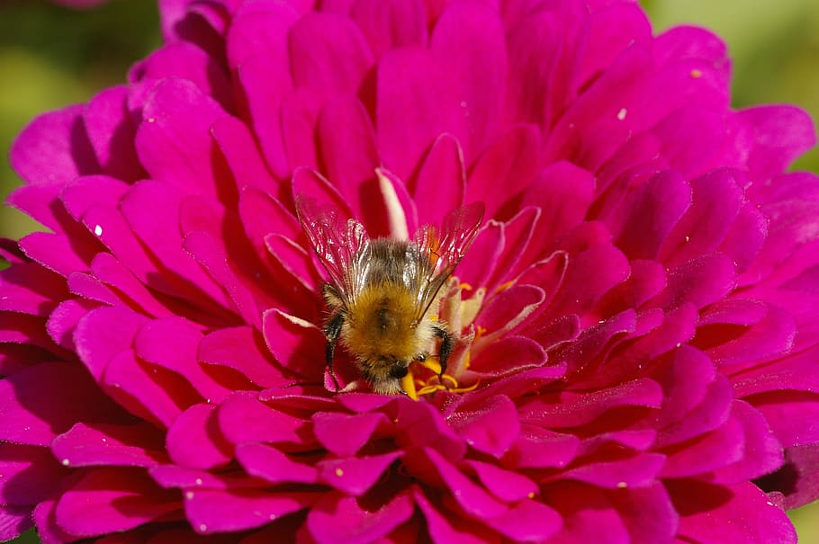 bee, blossom, bloom, macro, nature, insect, flowering plant HD wallpaper