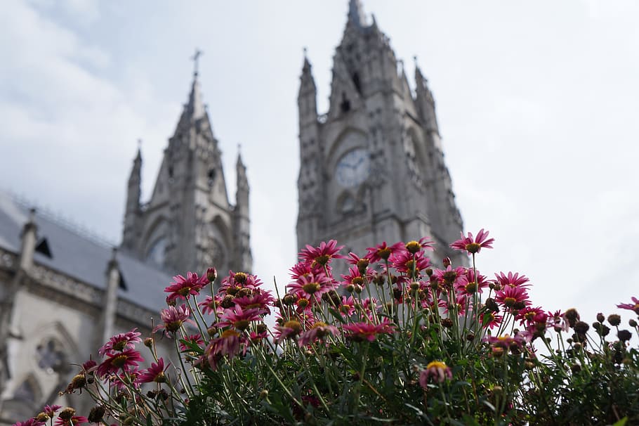 outdoors, flower, architecture, flowering plant, built structure HD wallpaper