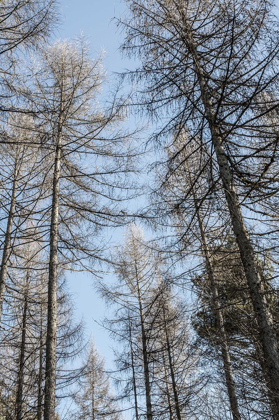 fir forest, conifer, nature, sky, winter, switzerland, promenade HD wallpaper
