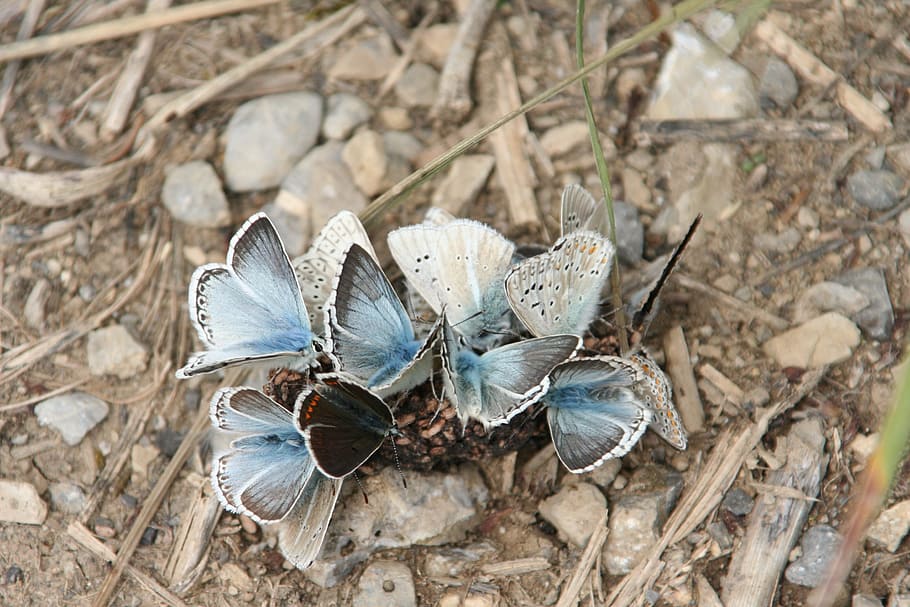 Butterflies, Group, Earth, Nature, blue, wings, insect, close-up HD wallpaper