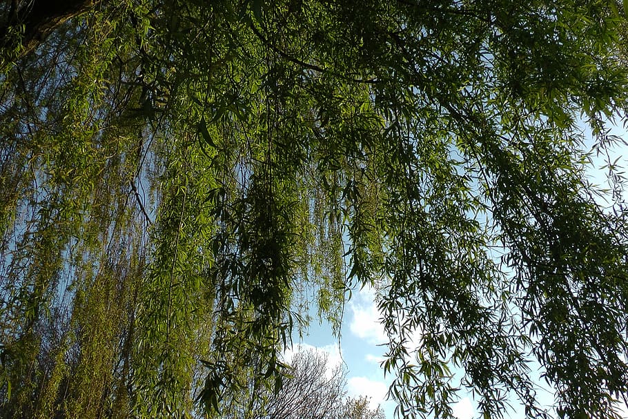 weeping willow, pasture, baumm, willow tree, aesthetic, branches, HD wallpaper