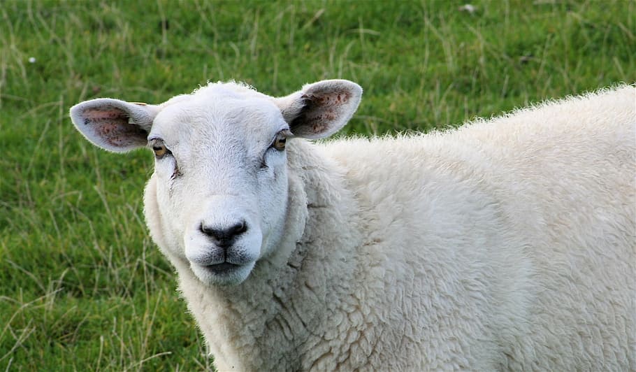sheep, sheep face, mammals, grass, livestock, one animal, animal themes HD wallpaper