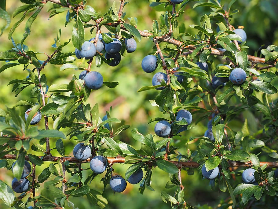 schlehe, berries, blue, bush, fruit, blackthorn, prunus spinosa, HD wallpaper
