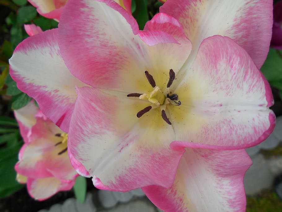 nature, plant, flower, spring, blossom, bloom, flowering plant HD wallpaper