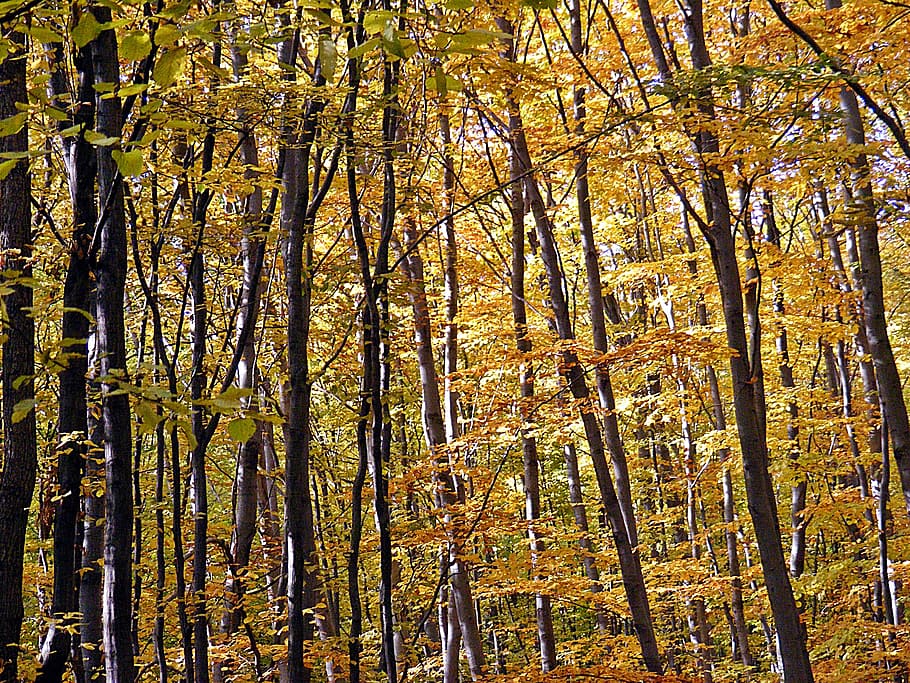 forest, trees, nature, plant, land, growth, woodland, beauty in nature HD wallpaper
