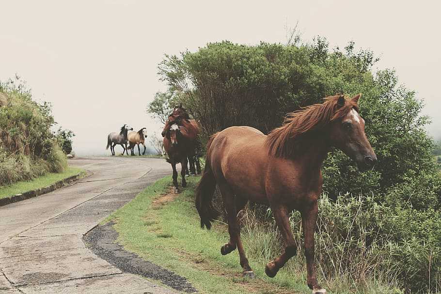 five horses on green grass fields, running, galloping, mammal HD wallpaper