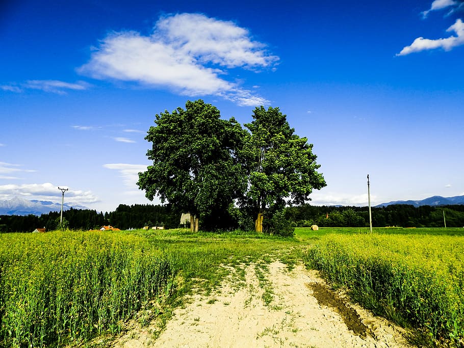 baranec, liptov, sky, meadow, field, mountain, slovakia, summer HD wallpaper