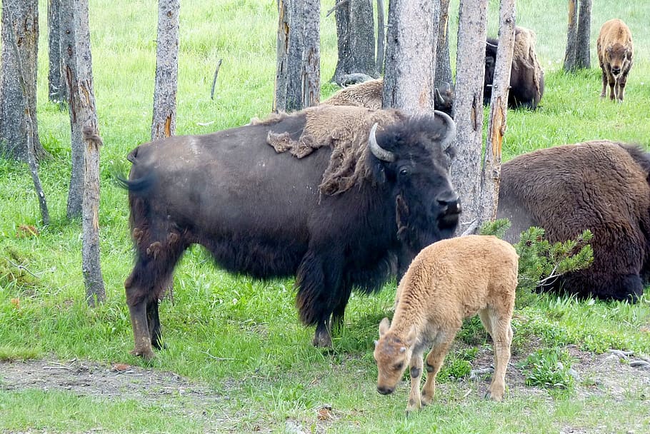 black ox standing beside brown deer, Buffalo, Bison, Animal, Wild, HD wallpaper