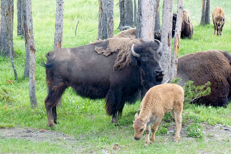 black ox standing beside brown deer, Buffalo, Bison, Animal HD wallpaper
