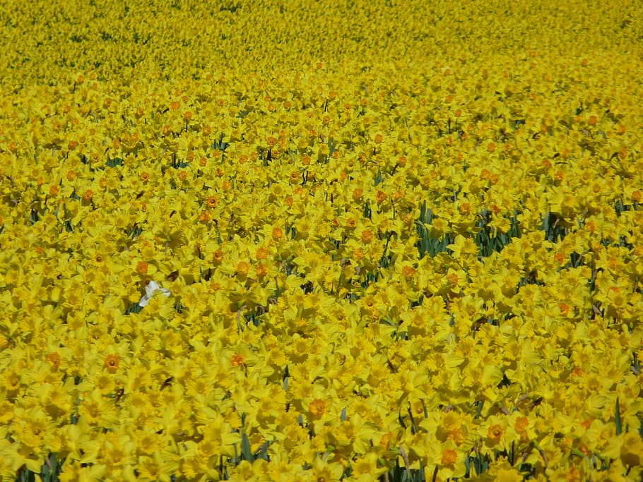 daffodils, daffodil field, osterglocken, yellow, spring, blossom HD wallpaper