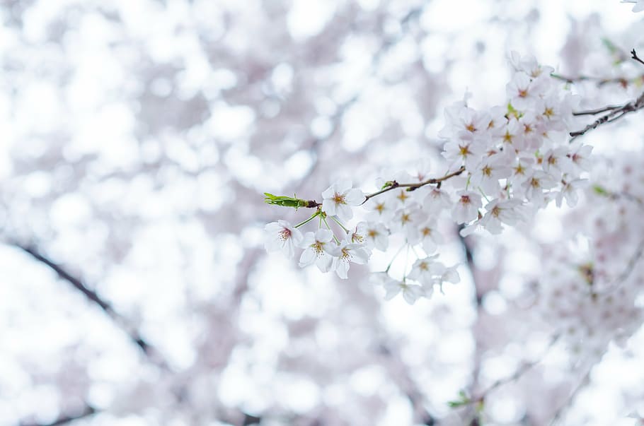 beautiful, bloom, blooming, blossom, blur, branch, bright, cherry blossom
