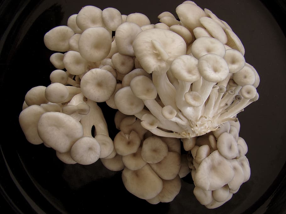 shimeji, mushroom, fungus, white mushroom, food, gastronomy, HD wallpaper