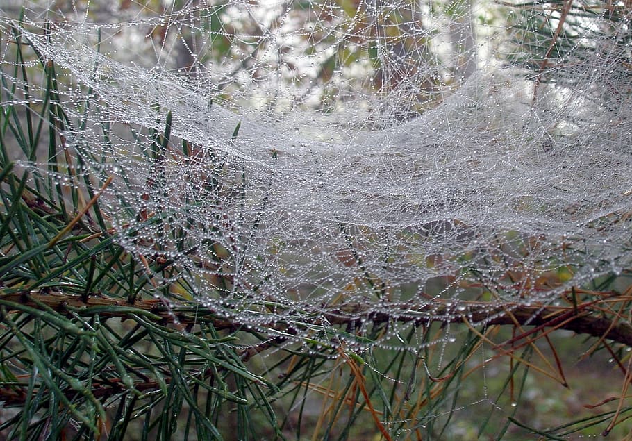 web, dew, raindrops, wet, nature, plant, tree, growth, no people HD wallpaper