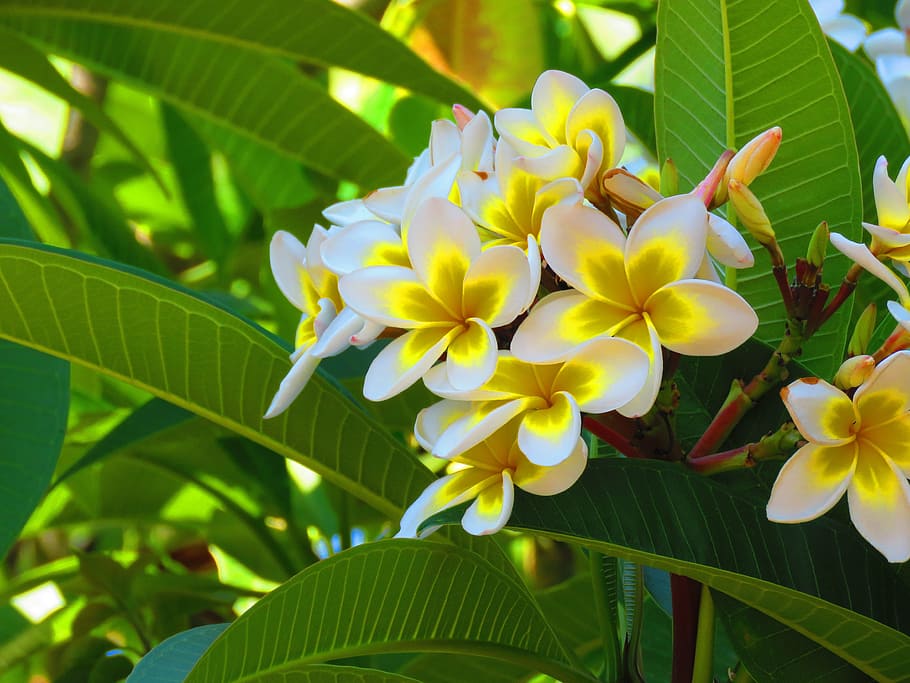 flower, tree, nature, plant, blossom, leaf, branch, natural HD wallpaper