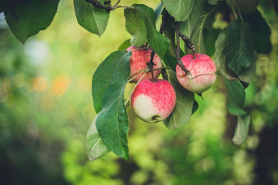 selective focus photo of red apple, shallow focus photography of round pink fruits HD wallpaper