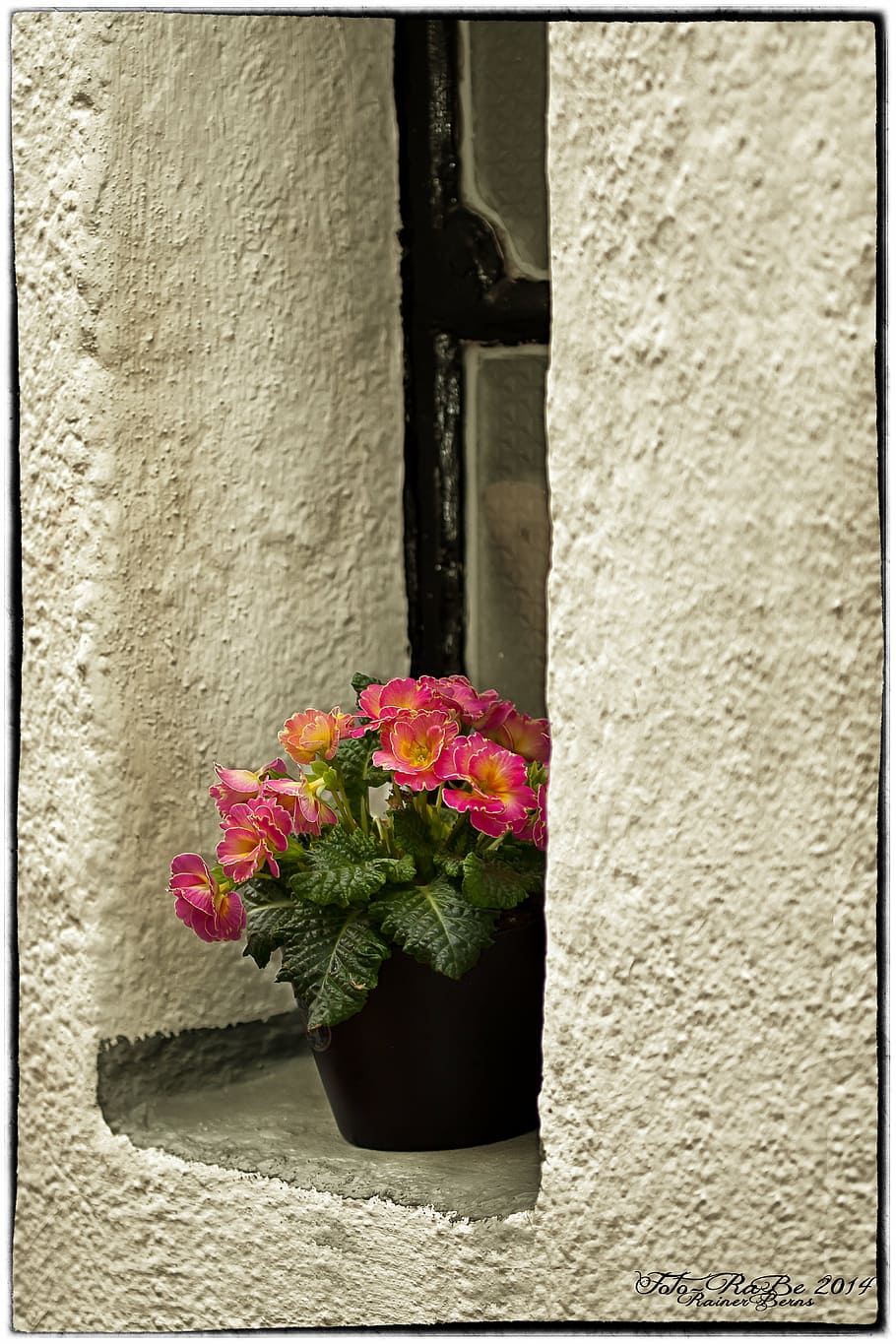 window, primrose, flower, blossom, bloom, spring, pink, plant HD wallpaper