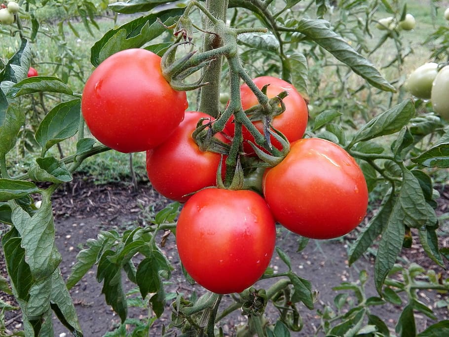 tomatoes, garden, crop, food, food and drink, fruit, red, healthy eating HD wallpaper