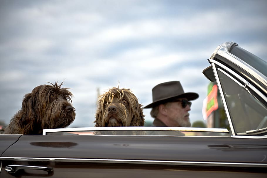 photo of man driving a car with two dog with him, man driving a car with two wire-haired dogs at daytime HD wallpaper