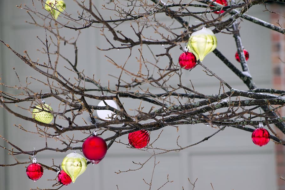 ornament, cold, tree, winter, decoration, red, branch, hanging HD wallpaper