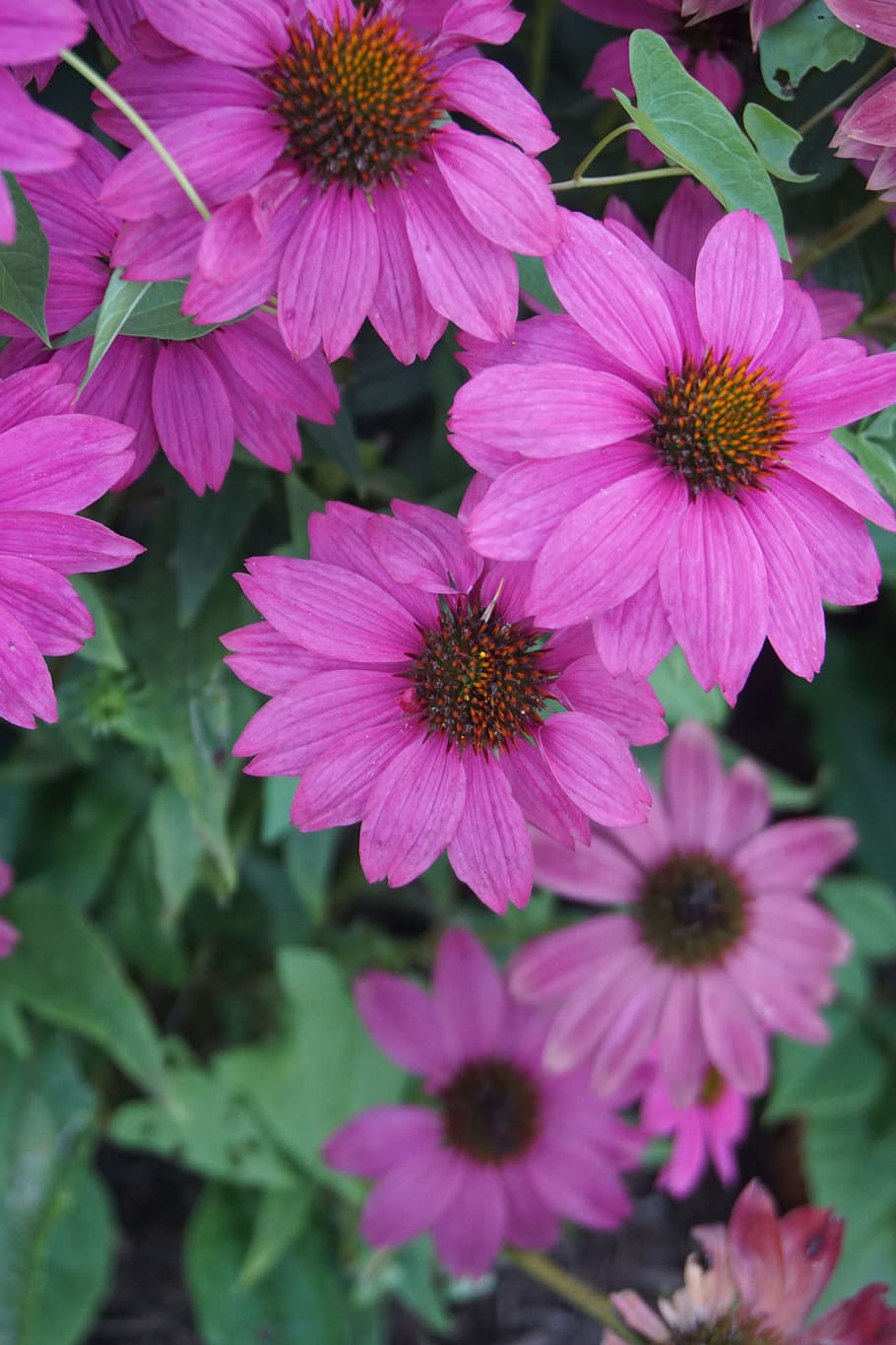 echinacea, violet, garden, flowering plant, vulnerability, fragility HD wallpaper
