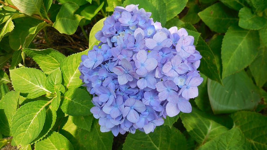 hydrangea, flower, blue, spring, garden, natural, flowering plant HD wallpaper