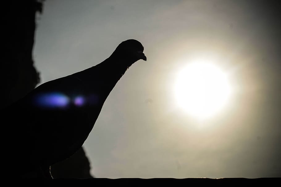Bird, Nature, Shadow, Natural, Animal, symbol, silhouette, pigeon HD wallpaper