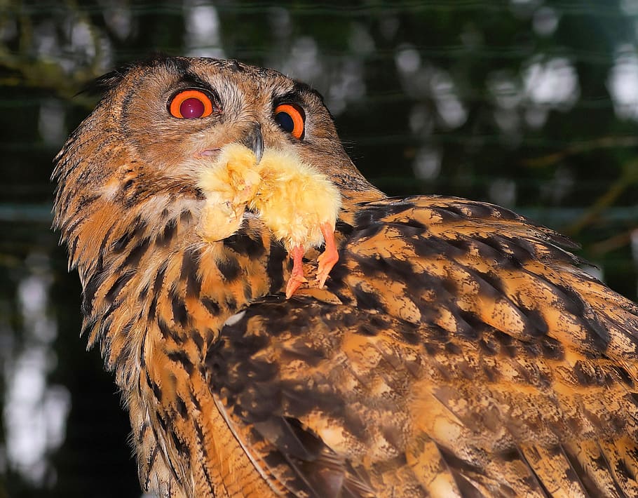 owl, plumage, forest, bird, mystical, mood, gold, light, fantastic HD wallpaper
