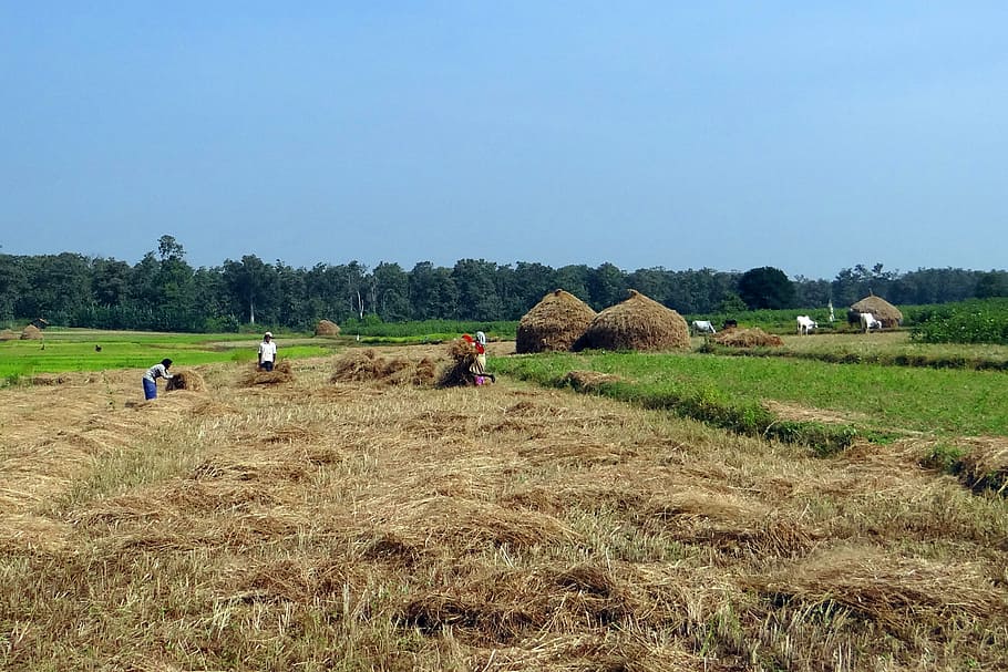 paddy, harvest, rice, fields, hay stacks, workers, kalghatgi HD wallpaper